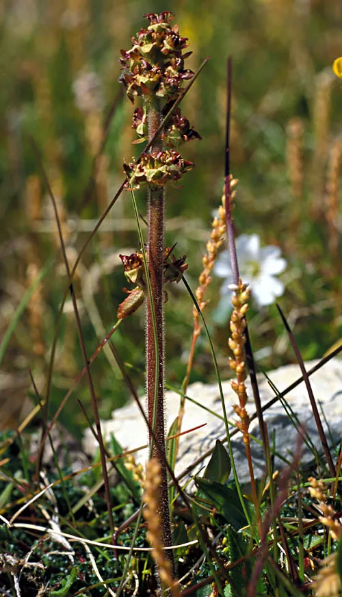 Stiffstem Saxifrage — photo by Michael Haferkamp, aka Mikesegeln at en.wikipedia
