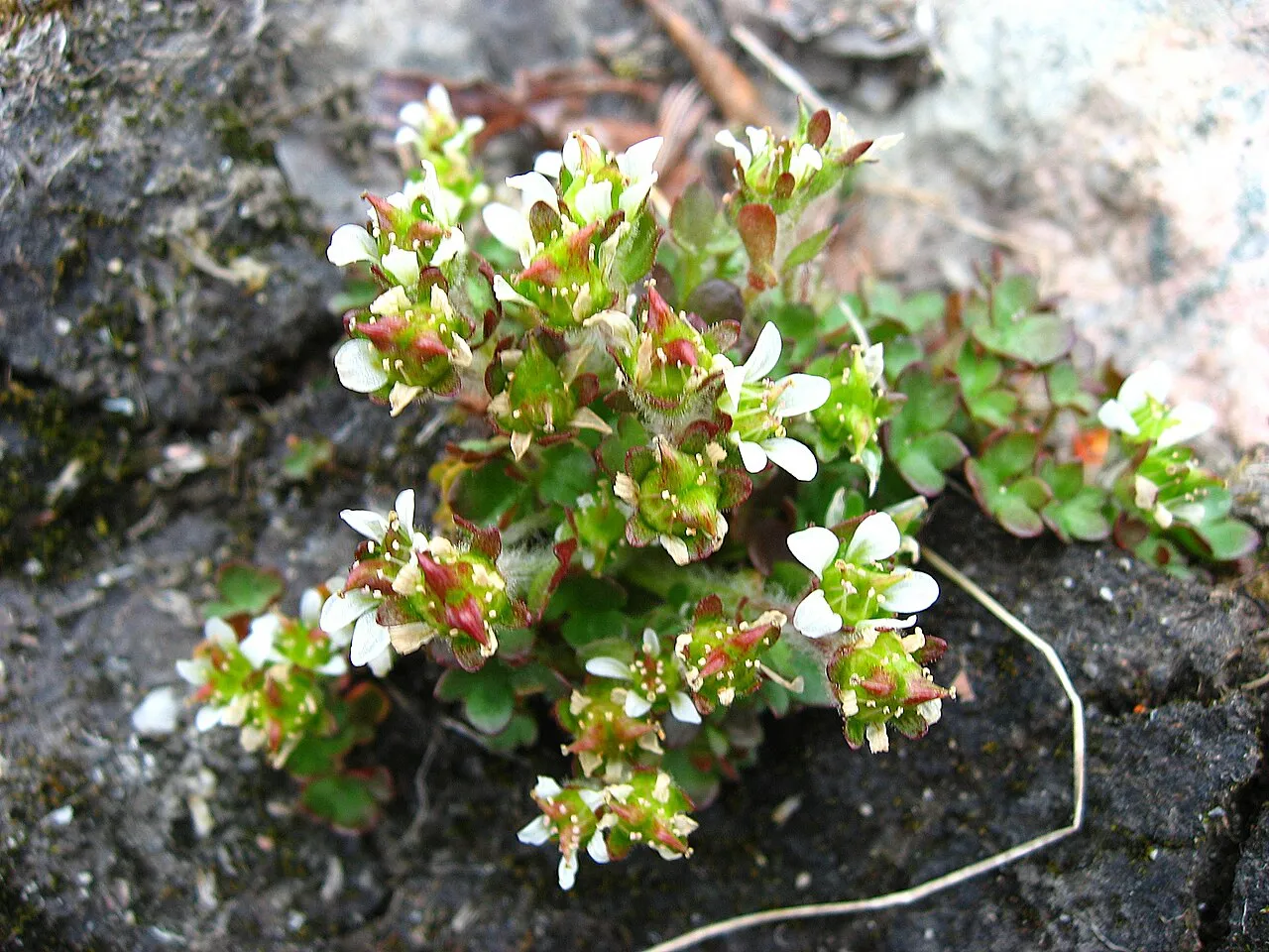 Pygmy Saxifrage — photo by Kim Hansen