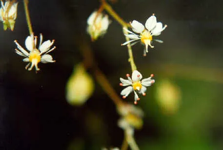 Wood Saxifrage — photo by Unknown author Unknown author