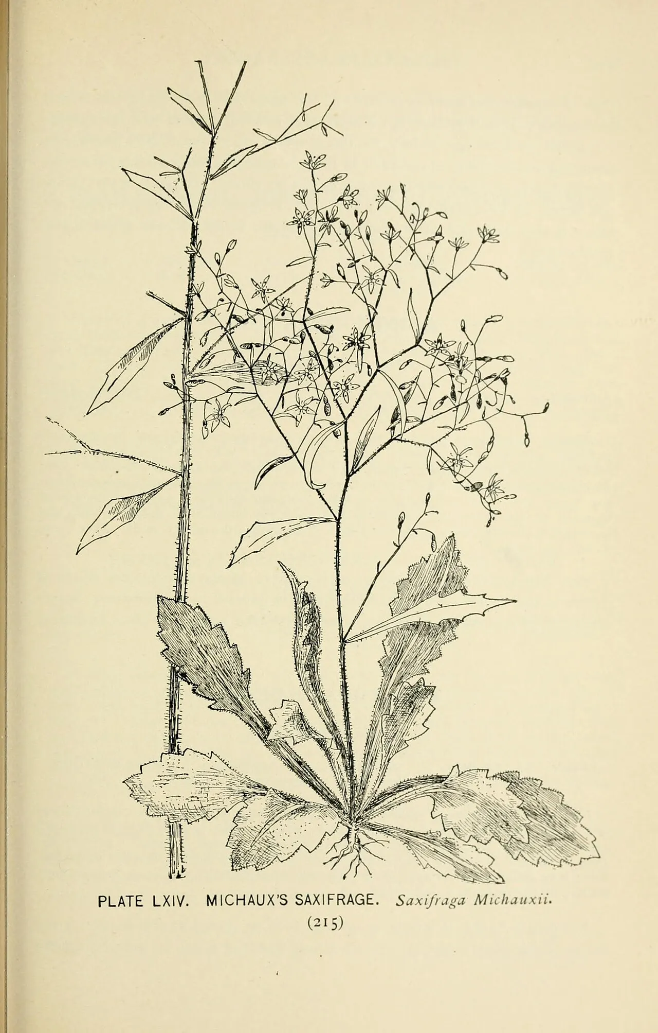 Michaux's Saxifrage — photo by Lounsberry, Alice.; Rowan, Marian Ellis Ryan