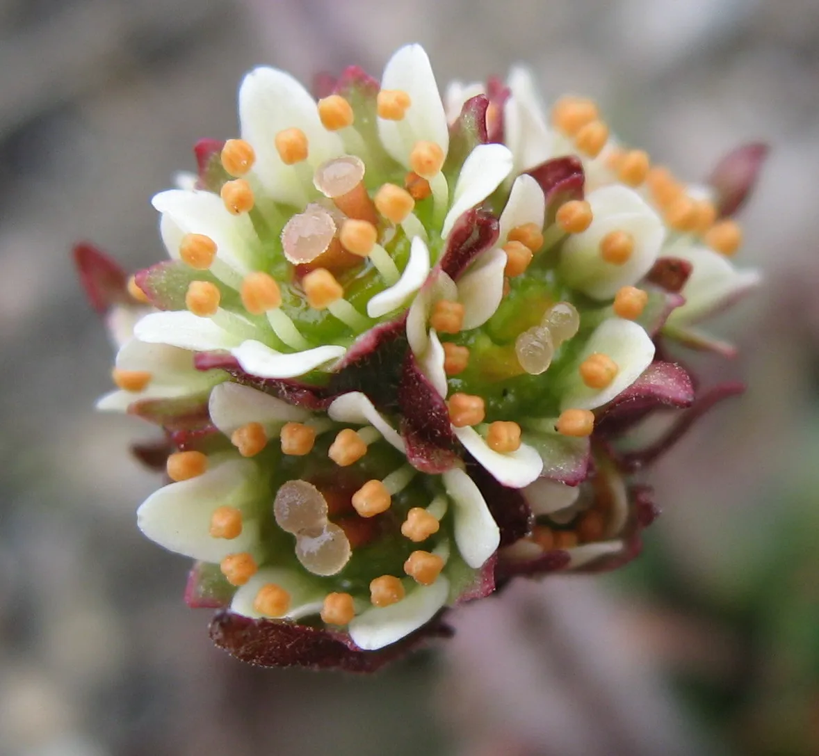 Alpine Saxifrage