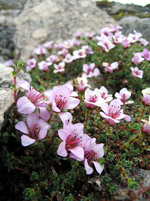 Purple Mountain Saxifrage — photo by Wikimedia Commons