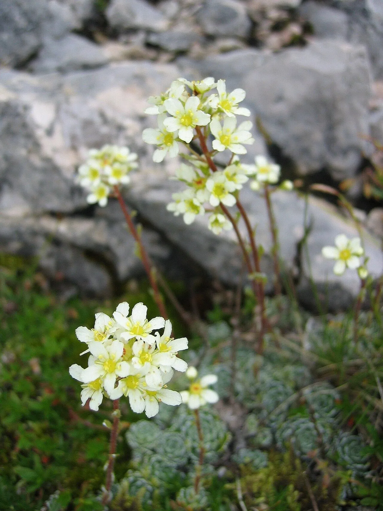 White Mountain Saxifrage — photo by Wikimedia Commons
