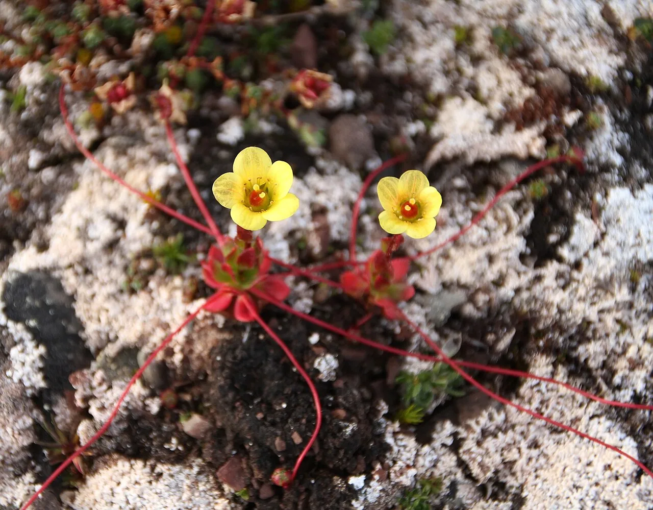 Broadsepal Saxifrage