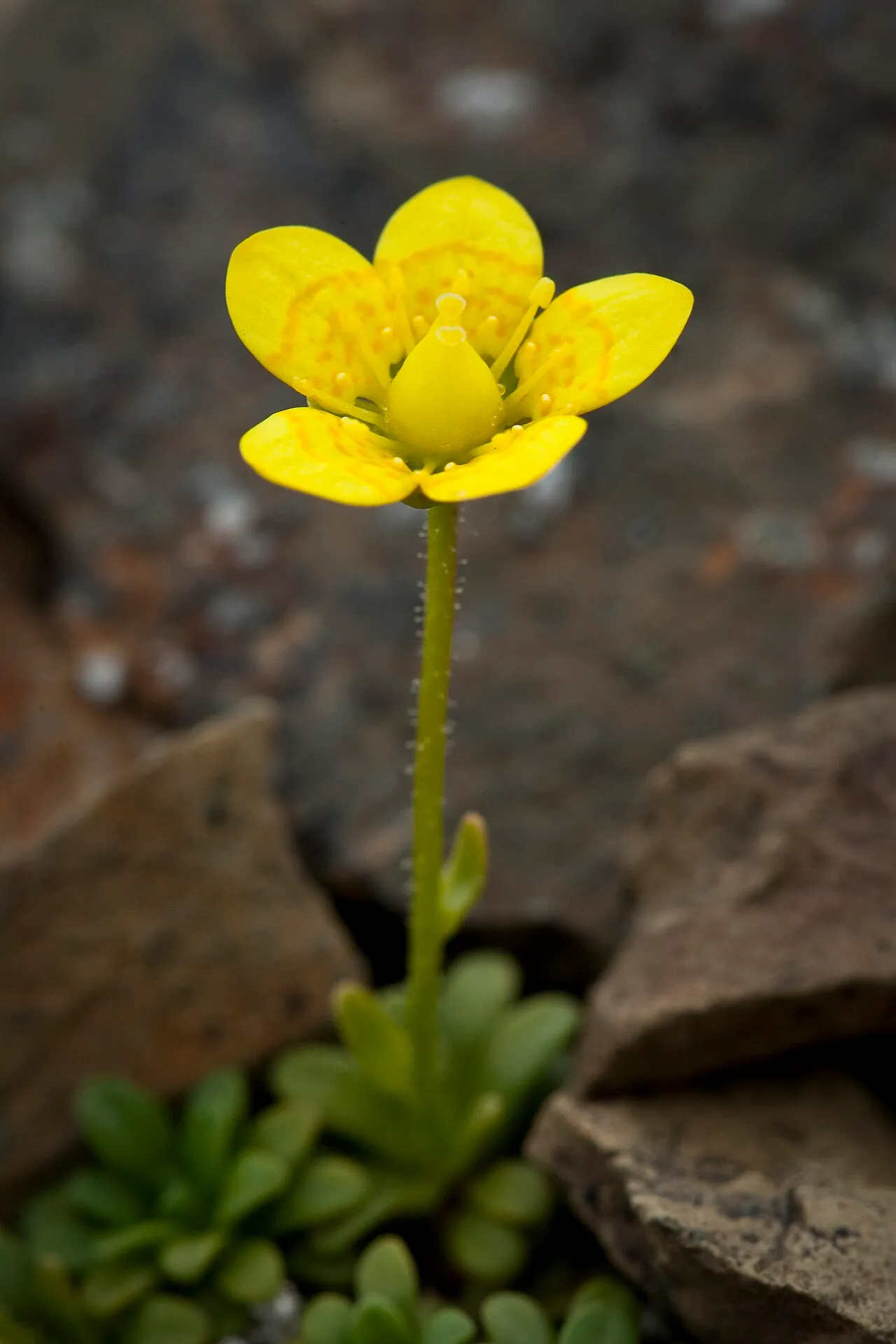 Thymeleaf Saxifrage — photo by NPS / Jacob W. Frank: Denali National Park and Preserve