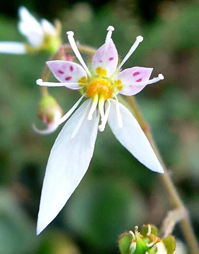Creeping Saxifrage — photo by Stan Shebs