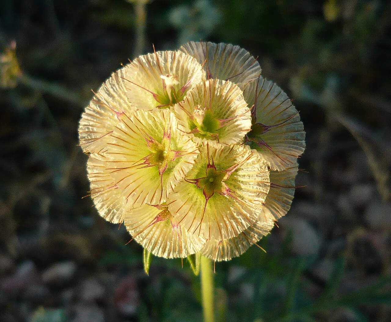Starflower Pincushions