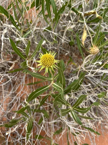 Badlands Mule-ears (subsp. attenuata) — photo by cariography