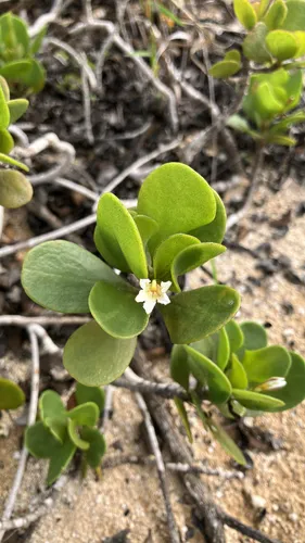 Dwarf Naupaka