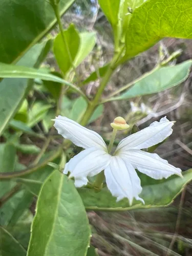 Mountain Naupaka — photo by Susan Fawcett