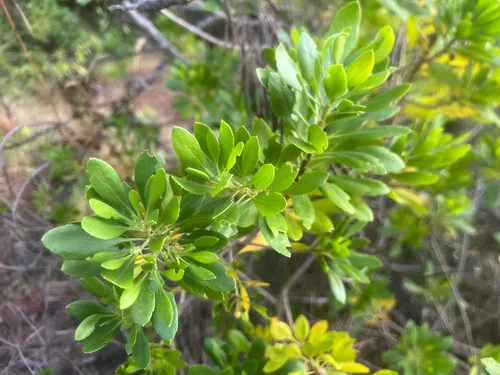 Ridgetop Naupaka — photo by brendan_stogner