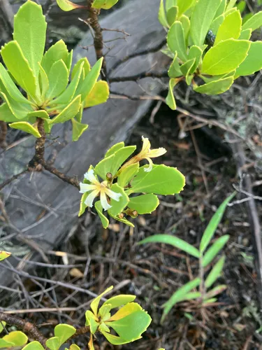 Huahekili Uka