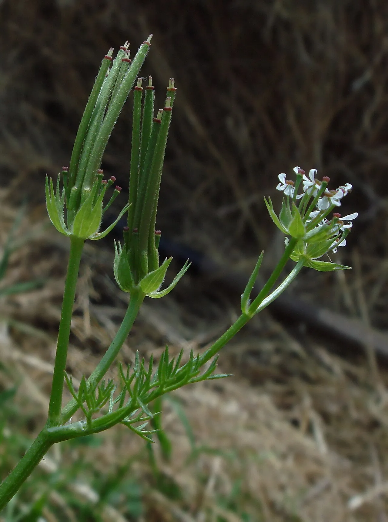 Shepherdsneedle — photo by G.Hagedorn