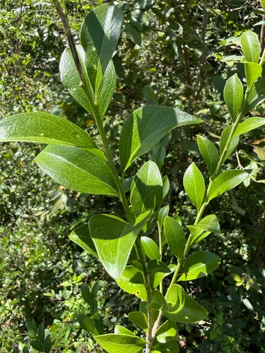 Florida Boxwood