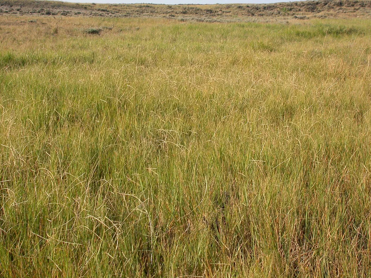 Tumblegrass — photo by Matt Lavin from Bozeman, Montana, USA