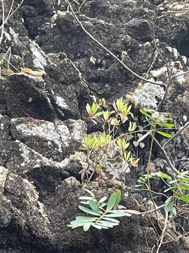 Kauai Schiedea — photo by Kyhl Austin