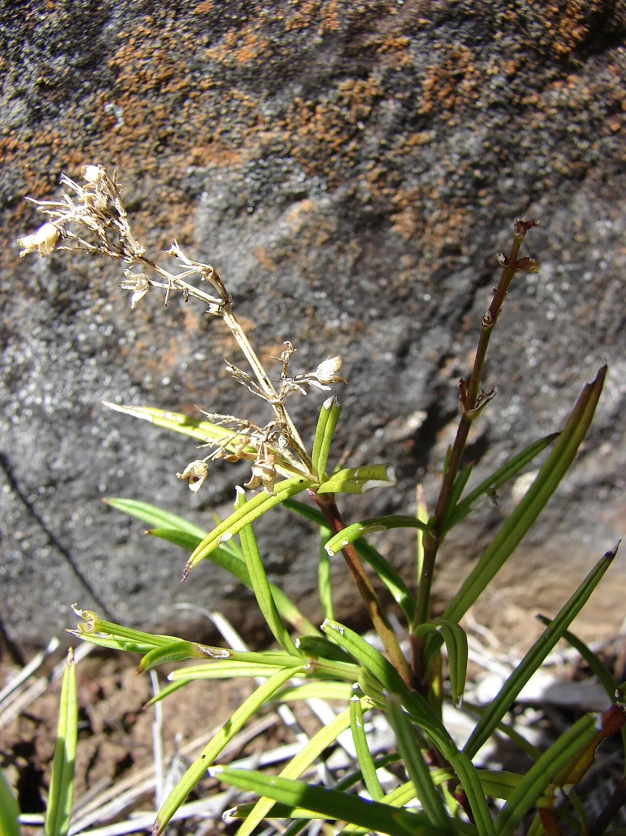 Haleakala Schiedea — photo by Forest & Kim Starr