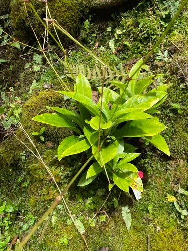 Oahu Schiedea — photo by Andrew Evans