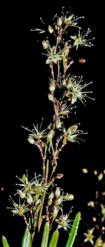 Ridgetop Schiedea — photo by Gerry Carr