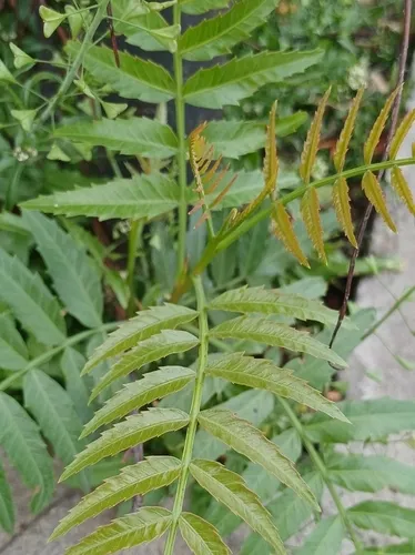 Peruvian Peppertree