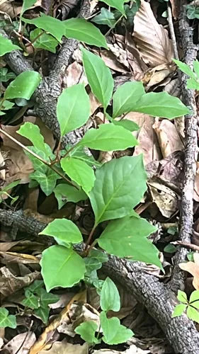 Bay Starvine — photo by aread