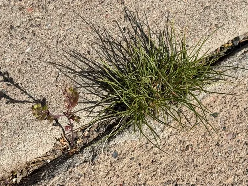 Common Mediterranean Grass