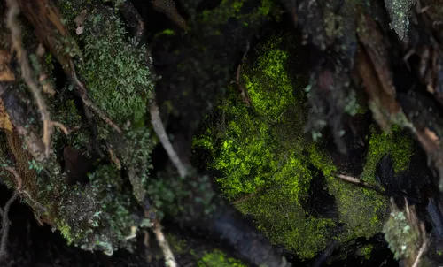 Schistostega Moss — photo by M. Goff