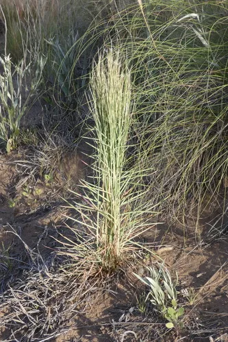 Colombian Bluestem — photo by eduardo_haene
