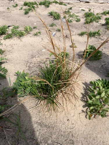 Shore Little Bluestem — photo by Matthew White