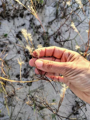 Gulf Bluestem