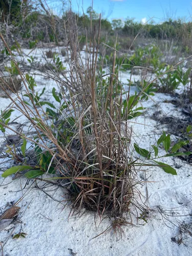 Pinescrub Bluestem