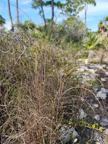 Florida Little Bluestem