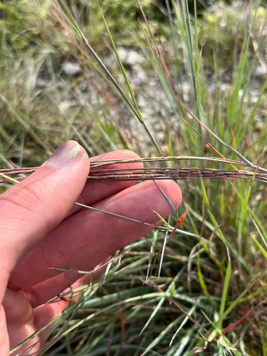 Crimson Bluestem