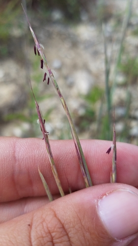 Little Bluestem