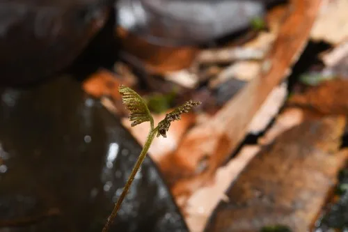Caribbean Curlygrass Fern