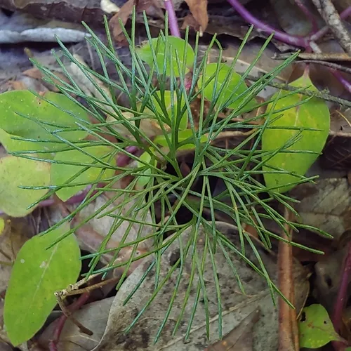 Epiphytic Curlygrass Fern