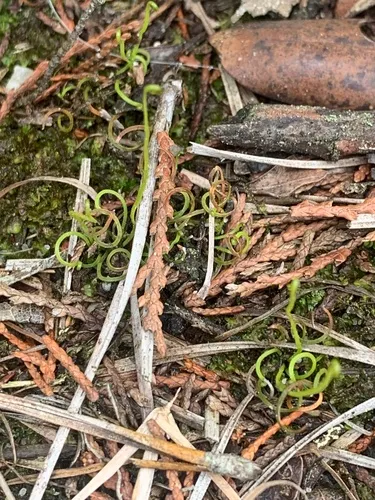 Little Curlygrass Fern