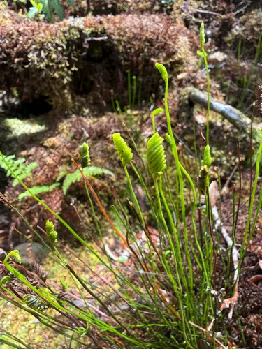 Robust Curlygrass Fern — photo by brxtn