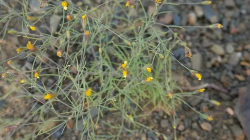 Pinnate False Threadleaf
