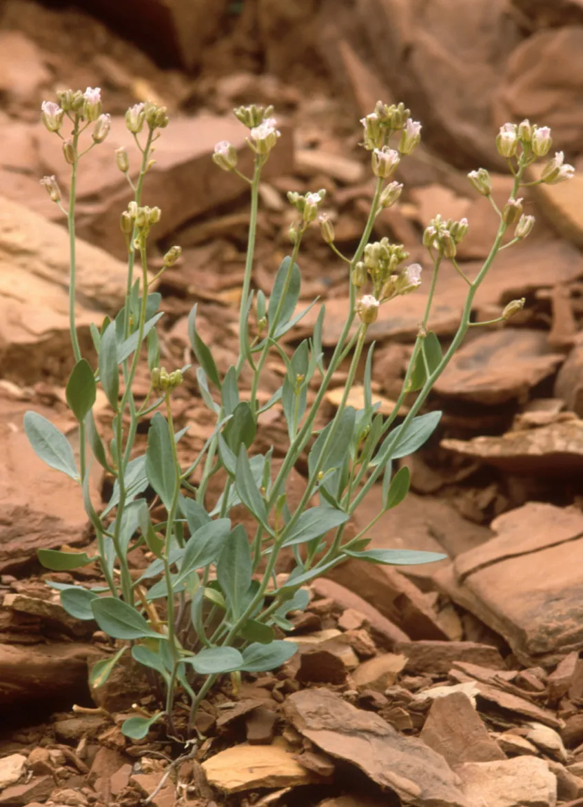 Syes Butte Plainsmustard