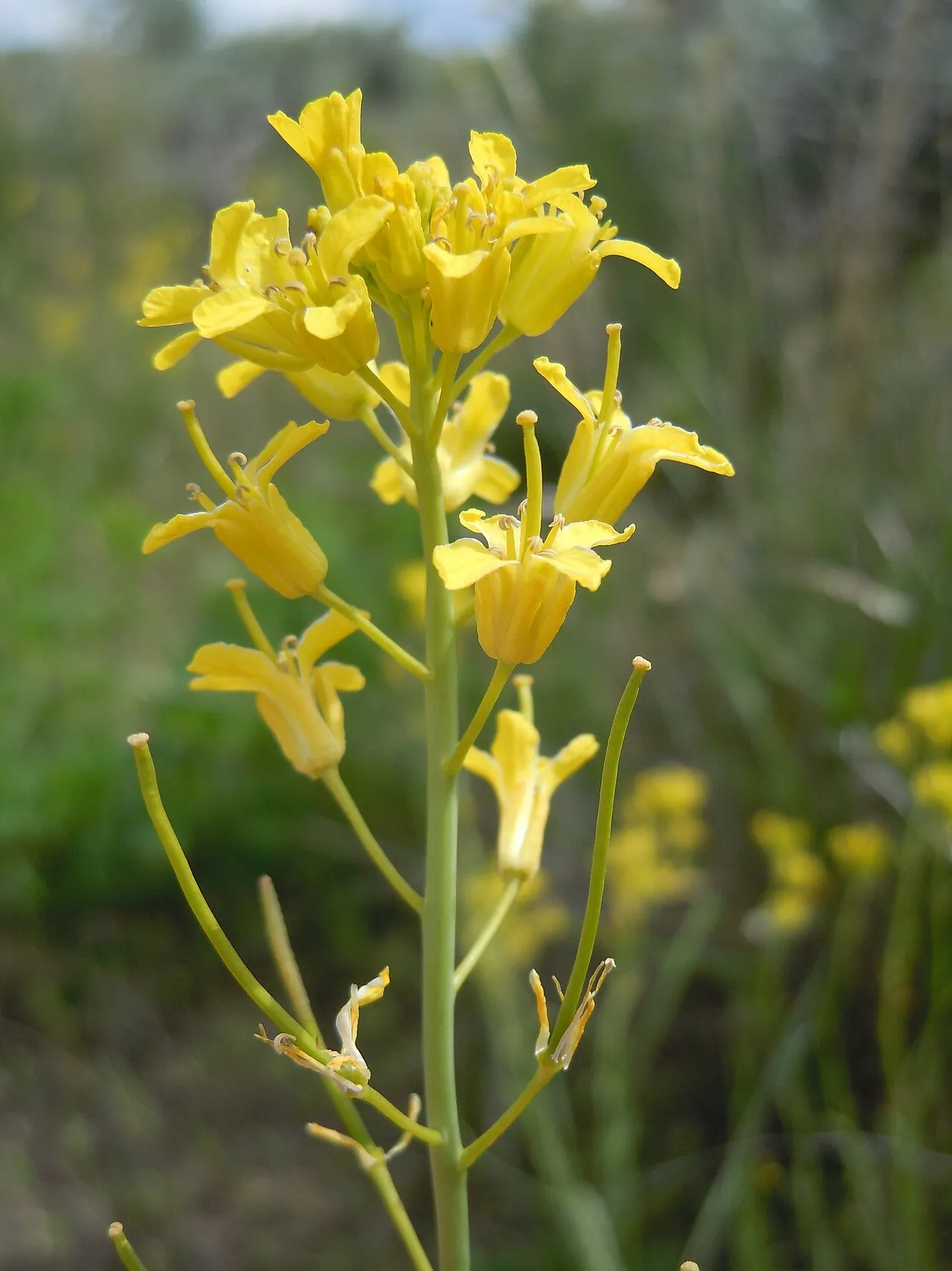 Flaxleaf Plainsmustard