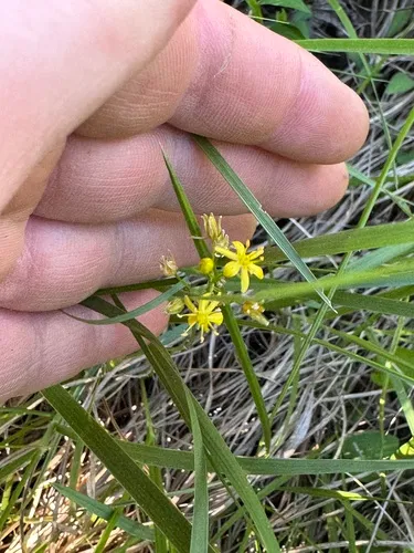 Yellow Sunnybell