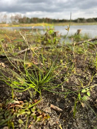 Sharpscale Bulrush