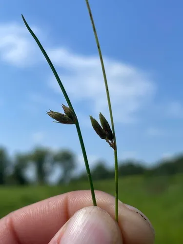 Hall's Bulrush