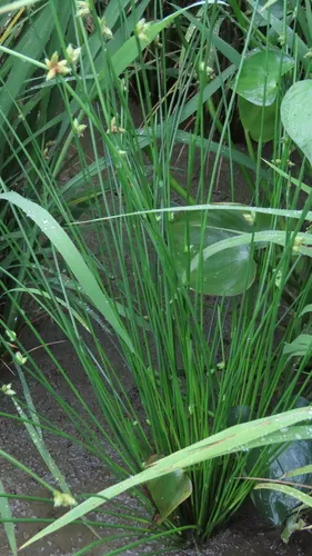 Rock Bulrush — photo by formosanmagpie