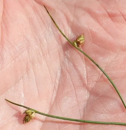 Weakstalk Bulrush