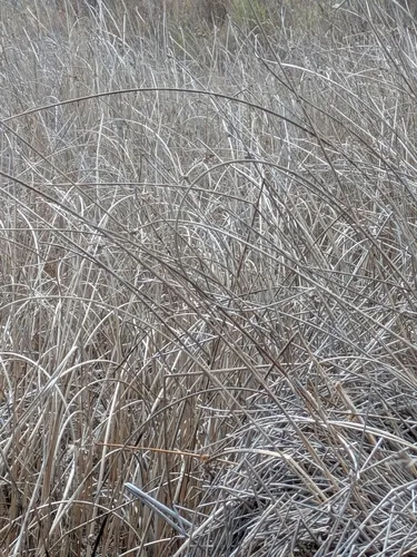 Hardstem Bulrush — photo by carsonhv