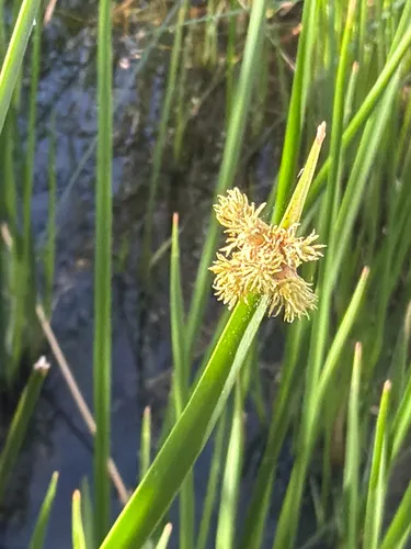 Chairmaker's Bulrush