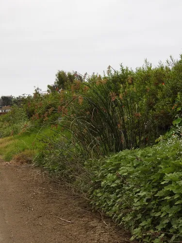 California Bulrush