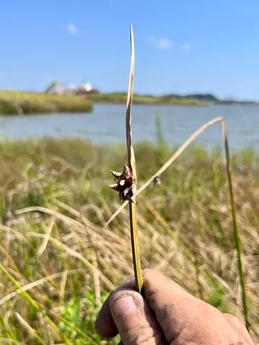Delta Bulrush — photo by Howard Horne